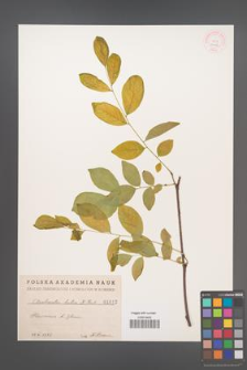 Cladrastis lutea [KOR 1012]