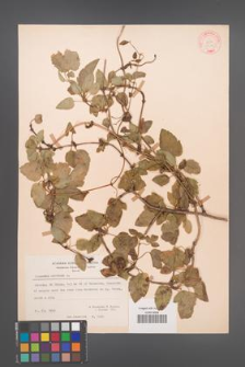 Clematis cirrhosa [KOR 29145]