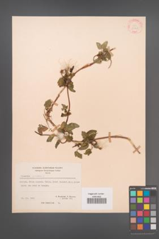 Clematis cirrhosa [KOR 29148]