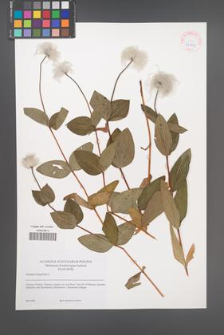 Clematis integrifolia [KOR 42204]