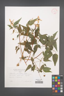 Clematis serratifolia [KOR 31482]