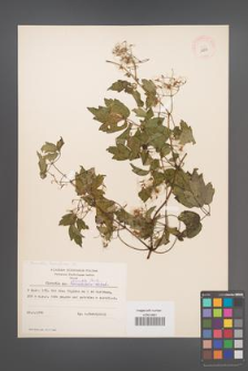 Clematis terniflora [KOR 12833]