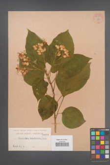 Clerodendrum trichotomum [KOR 54762]