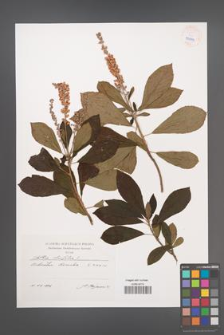 Clethra alnifolia [KOR 54765]