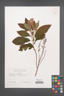 Clethra alnifolia [KOR 40401]
