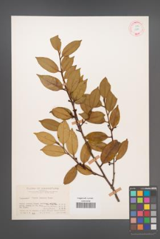 Cleyera japonica [KOR 12871]