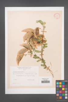 Colutea arborescens [KOR 21474]