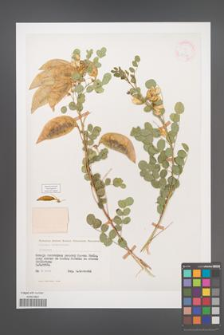 Colutea arborescens [KOR 21477]