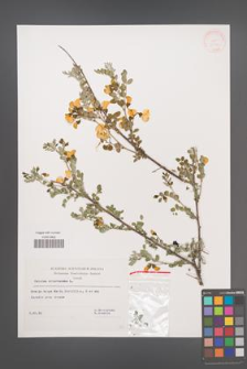 Colutea arborescens [KOR 32521]
