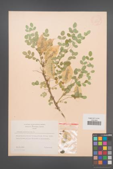 Colutea arborescens [KOR 12851]