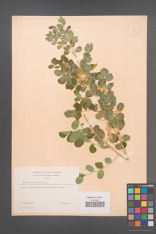 Colutea arborescens [KOR 12843]