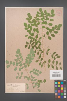 Colutea arborescens [KOR 34064]