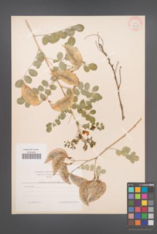Colutea arborescens [KOR 34029]