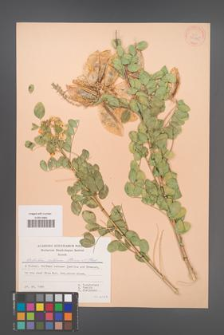 Colutea cilicica [KOR 30165]