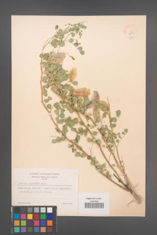 Colutea orientalis [KOR 12911]