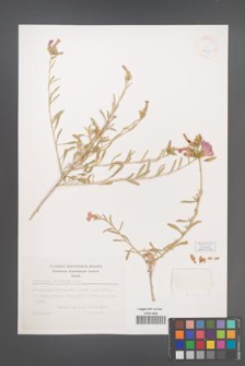 Convolvulus oleifolius [KOR 38254]