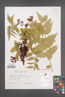 Coriaria japonica [KOR 40478]