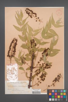 Coriaria japonica [KOR 947]