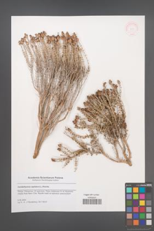 Coridothymus capitatus [KOR 48729]