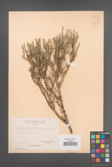 Coridothymus capitatus [KOR 21483]
