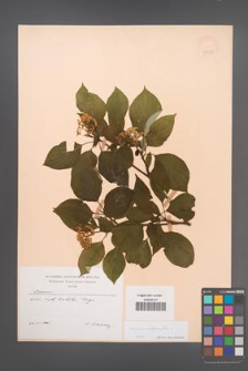 Cornus alternifolia [KOR 47458]