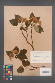 Cornus alternifolia [KOR 936]