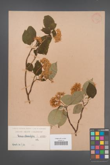 Cornus alternifolia [KOR 935]