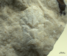 Gastrodorus bzowiensis