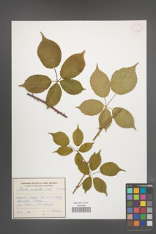 Rubus sulcatus [KOR 54798]