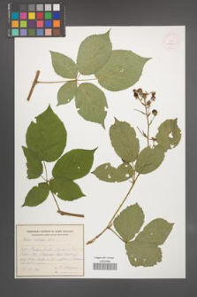Rubus sulcatus [KOR 54800]