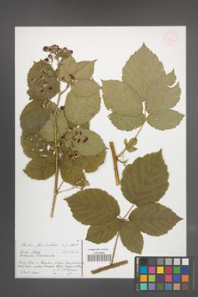 Rubus fasciculatus [KOR 54643]