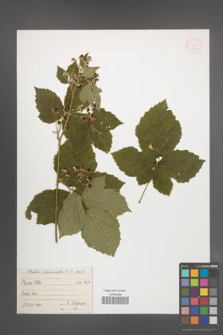 Rubus fasciculatus [KOR 54652]