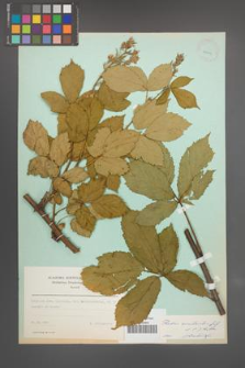 Rubus constrictus [KOR 23699]