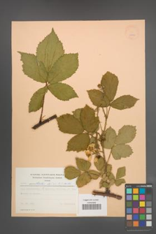 Rubus constrictus [KOR 22992]