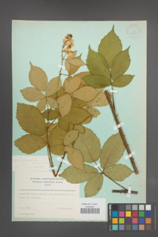 Rubus constrictus [KOR 23695]