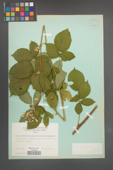 Rubus constrictus [KOR 23693]