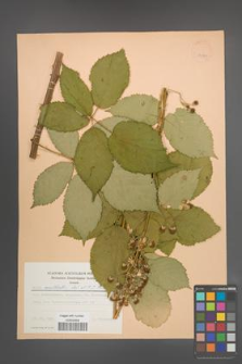 Rubus constrictus [KOR 22990]