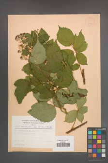 Rubus constrictus [KOR 22986]