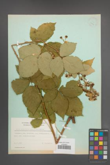 Rubus constrictus [KOR 23697]