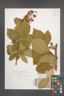 Rubus constrictus [KOR 39133]