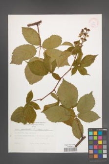 Rubus constrictus [KOR 37976]