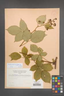 Rubus grabowskii [KOR 22991]