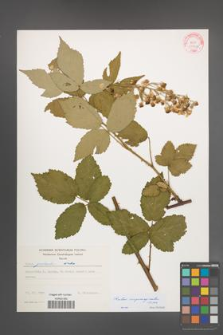 Rubus crispomarginatus [KOR 29264]