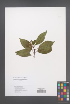 Cornus sericea [KOR 51178]