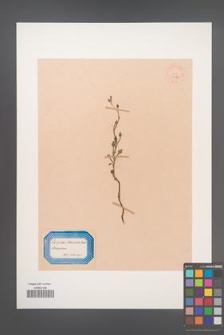 Corokia cotoneaster [KOR 34086]