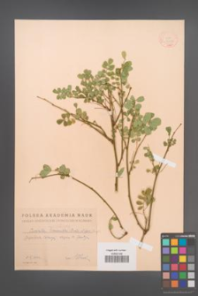 Coronilla emerus [KOR 13052]