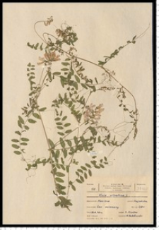 Vicia sylvatica L.