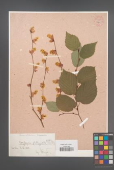 Corylopsis plathypetala [platypetala] [KOR 55281]