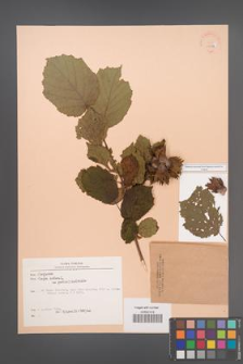 Corylus avellana [KOR 22747]