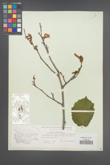 Corylus avellana [KOR 12987]